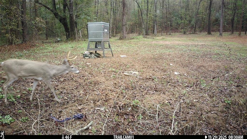 TBD C R 354, Winona, TX 75792 Whitetail Buck on East TX Hunting Land for Sale