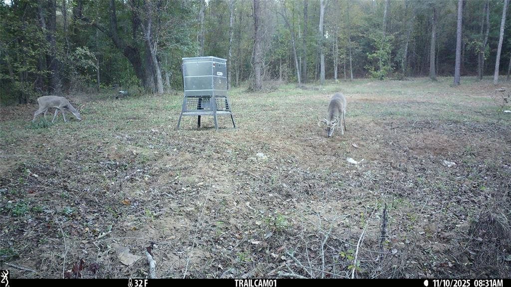 TBD C R 354, Winona, TX 75792 Whitetail Buck and Doe at feeder East TX Hunting Land for Sale