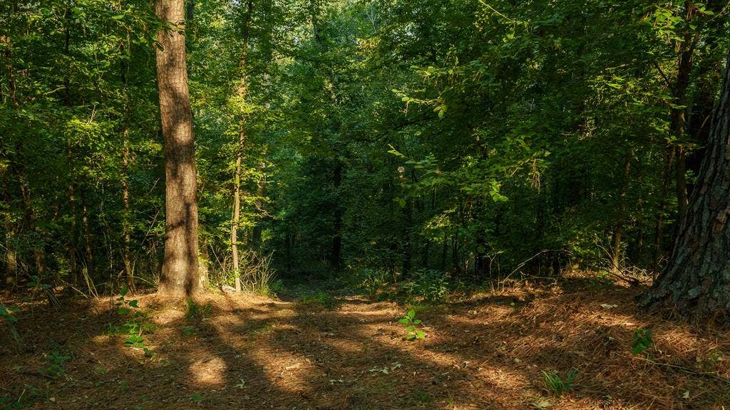 TBD C R 354, Winona, TX 75792 View of woods