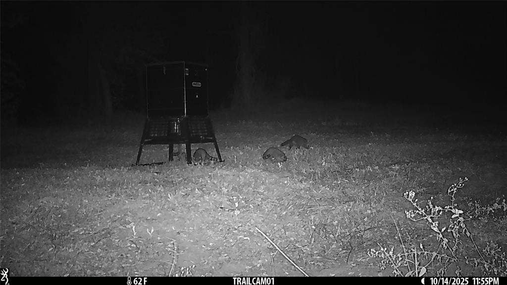 TBD C R 354, Winona, TX 75792 Raccoons on game camera East TX Hunting Land for Sale in Winona TX