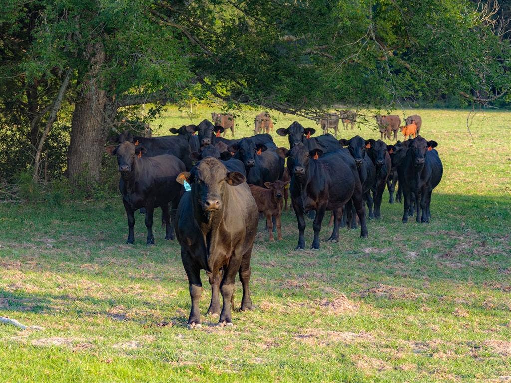 13612 County Road 3900, Athens, TX 75752 13612 County Road 3900, Athens, TX 75752