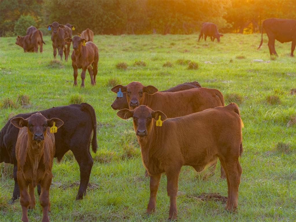 13612 County Road 3900, Athens, TX 75752 13612 County Road 3900, Athens, TX 75752