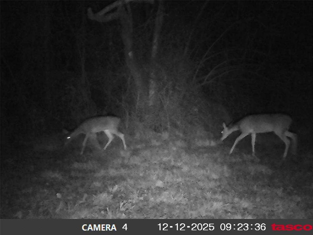 13550 County Road 2919, Eustace, TX 75124 Wildlife