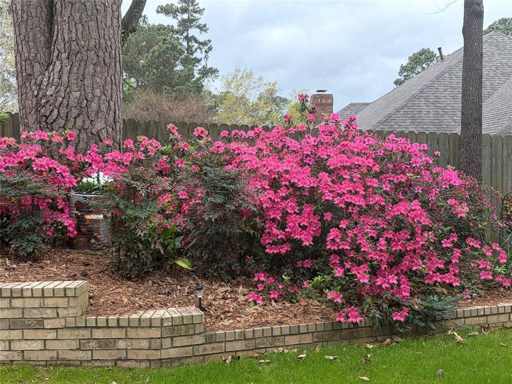 1137 Ashwood Drive, Tyler, TX 75703 Backyard - Spring azaleas in full bloom