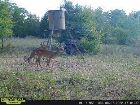 14612 County Road 1114, Athens, TX 75751 Wildlife is plentiful.