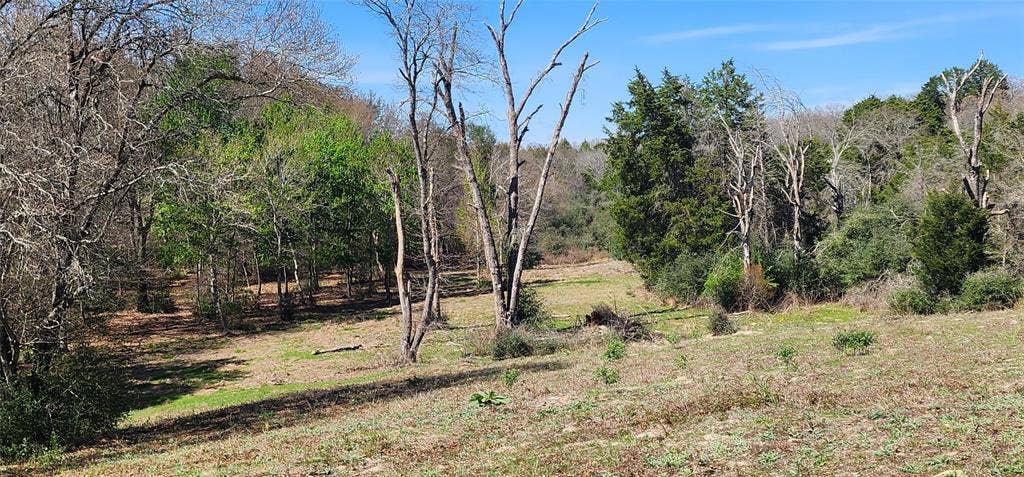 14612 County Road 1114, Athens, TX 75751 View of tree filled area