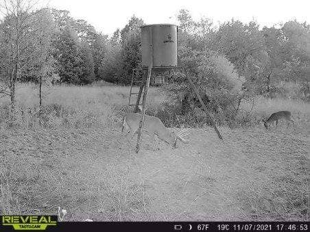 14612 County Road 1114, Athens, TX 75751 Wildlife is plentiful.