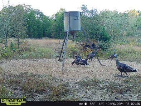14612 County Road 1114, Athens, TX 75751 Wildlife is plentiful.