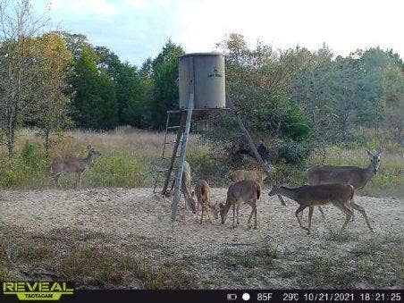 14612 County Road 1114, Athens, TX 75751 Wildlife is plentiful.