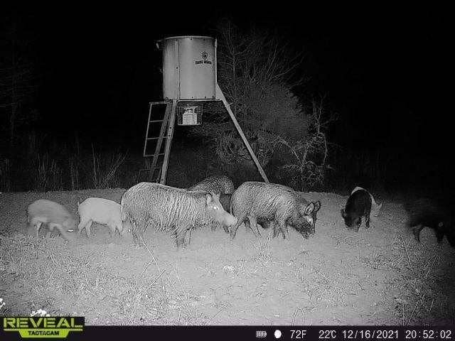 14612 County Road 1114, Athens, TX 75751 Wildlife is plentiful.