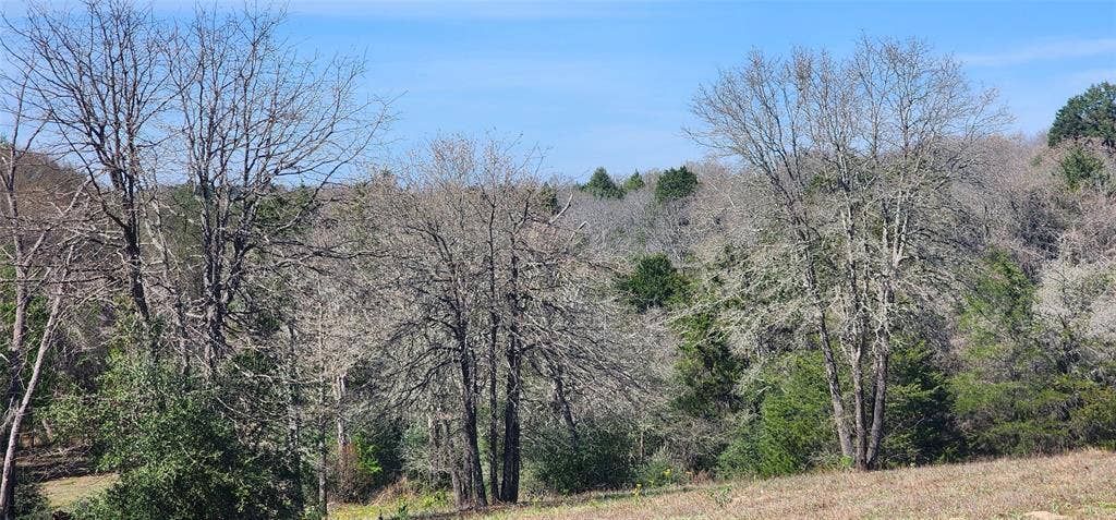 14612 County Road 1114, Athens, TX 75751 View of wooded area