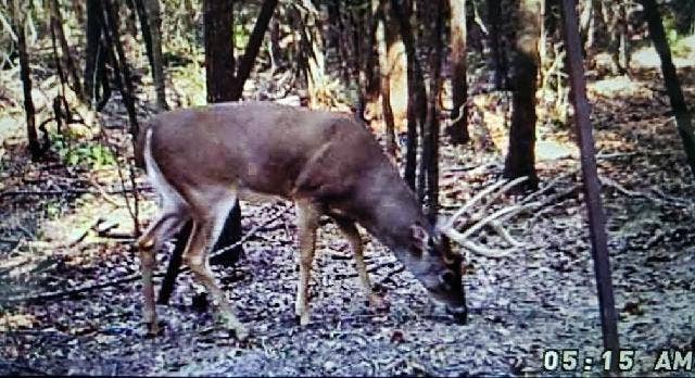 14612 County Road 1114, Athens, TX 75751 The owner has enjoyed lots of plentiful hunting.