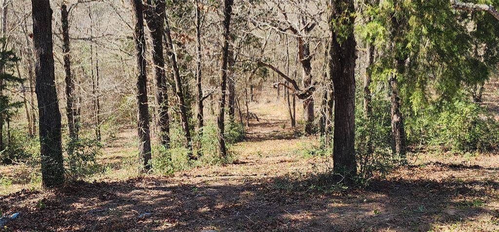 14612 County Road 1114, Athens, TX 75751 View of wooded area