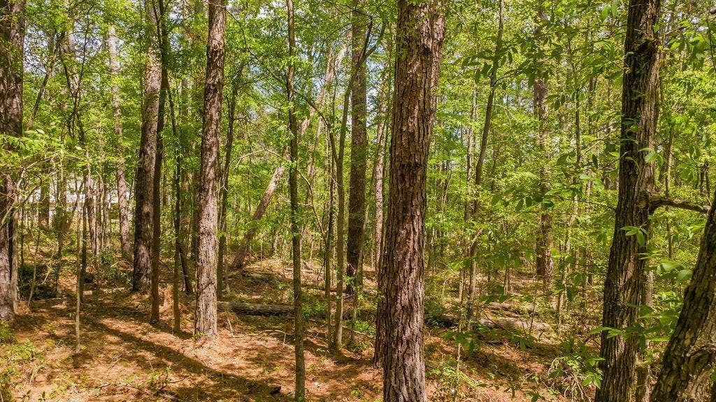 1723 Pineview Lane, Hideaway, TX 75771 1723 Pineview Lane, Hideaway, TX 75771
