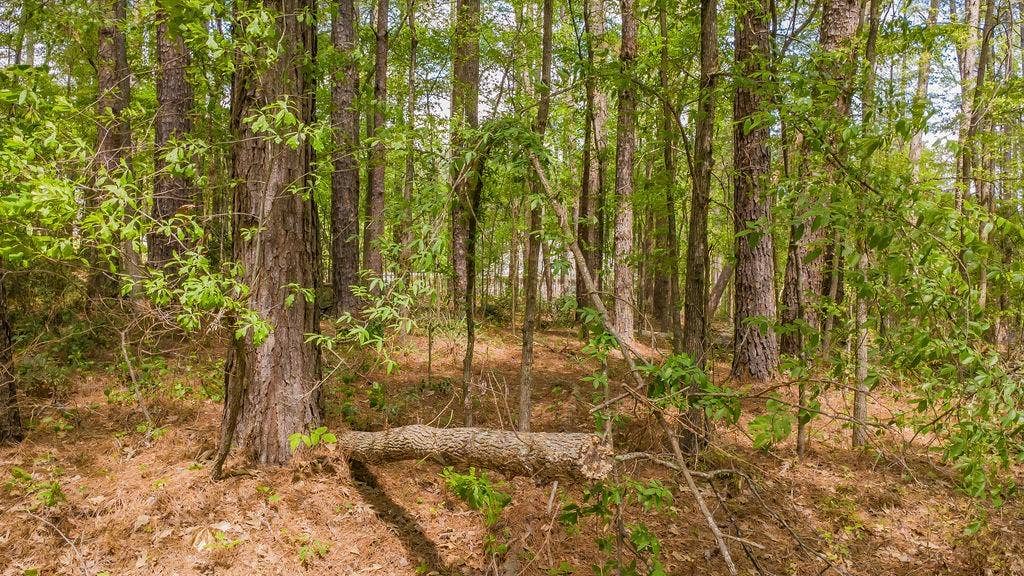 1723 Pineview Lane, Hideaway, TX 75771 1723 Pineview Lane, Hideaway, TX 75771