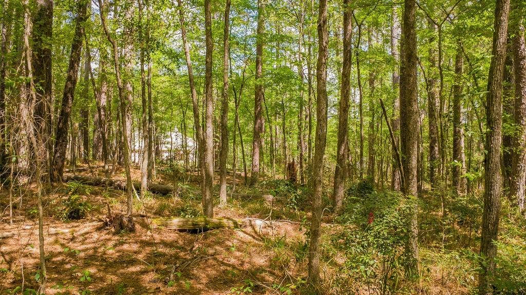 1723 Pineview Lane, Hideaway, TX 75771 1723 Pineview Lane, Hideaway, TX 75771