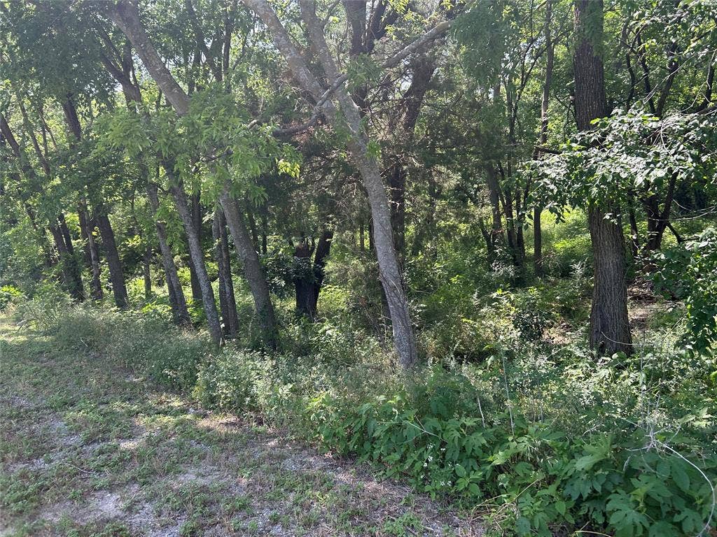 4401 Dexham Road, Rowlett, TX 75088 View of tree filled area