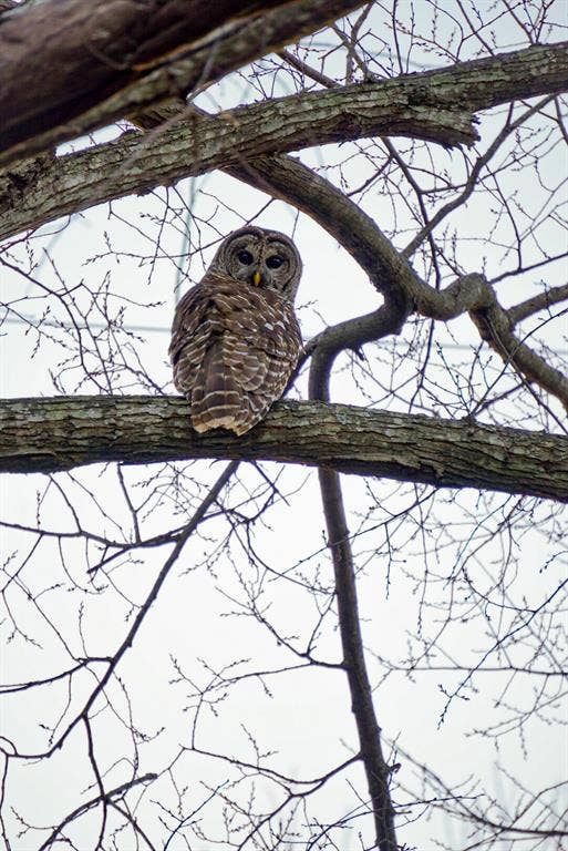 6371 Mill Run Road, Athens, TX 75751 Beautiful wildlife!