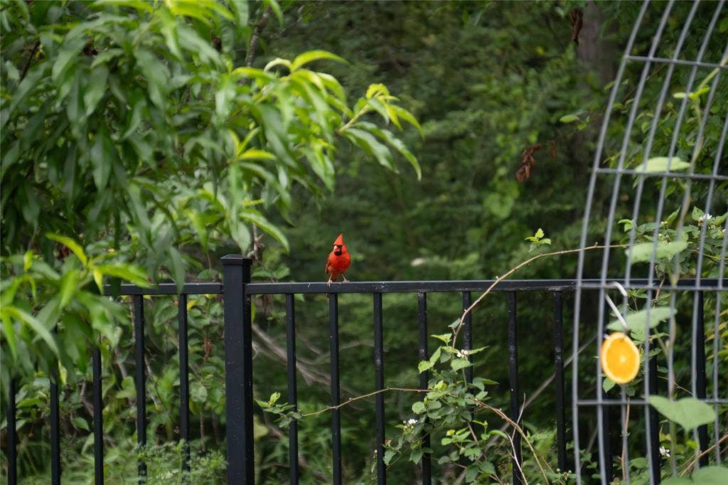 6371 Mill Run Road, Athens, TX 75751 Back yard garden oasis!