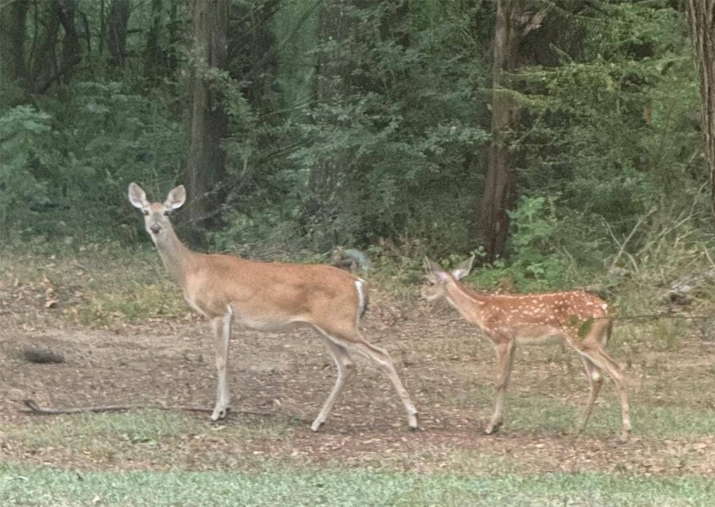 7600 County Road 1500, Athens, TX 75751 Doe and Fawn Aug 2026