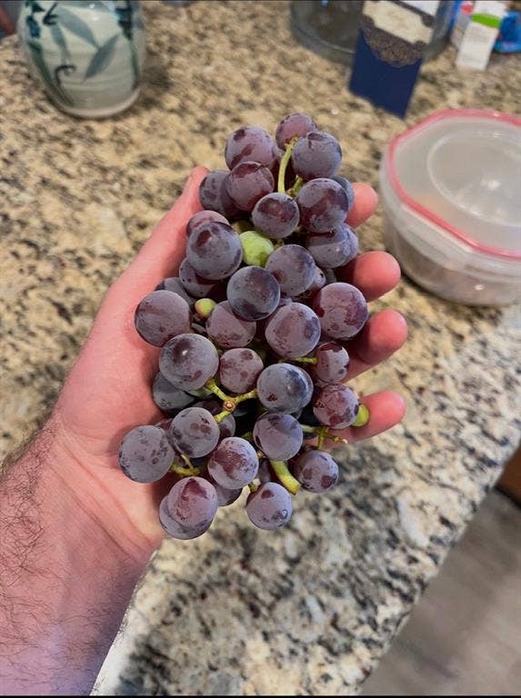 4100 Emerson Drive, Plano, TX 75093 These edible, seedless red grapes are growing on a vine outside the fence on the property on a grapevine trellis.