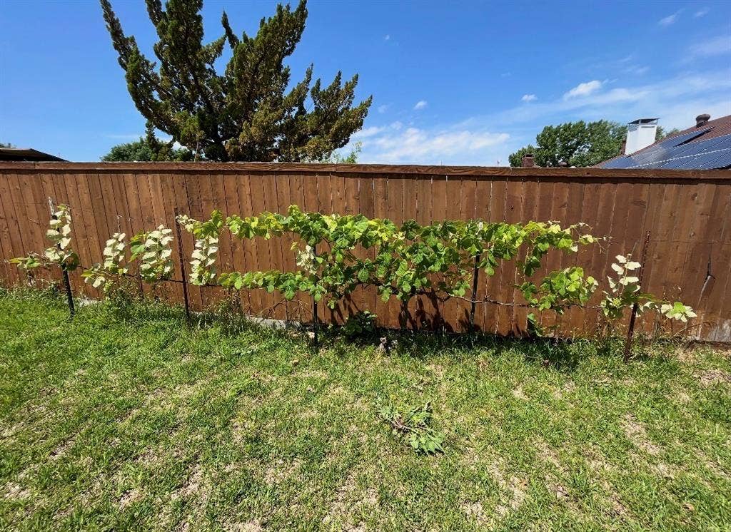 4100 Emerson Drive, Plano, TX 75093 . Beyond the fence, a grapevine produces edible seedless grapes