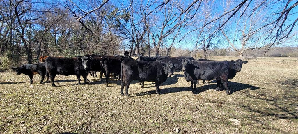 8601 Lowery Road, Fort Worth, TX 76120 Around 21 cows conveyed at sale to preserve the Ag Exemption
