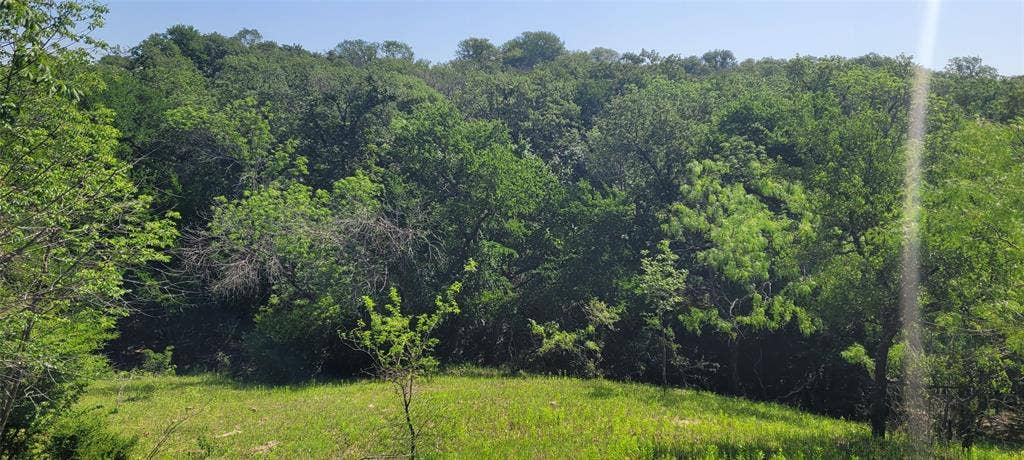 8601 Lowery Road, Fort Worth, TX 76120 Expansive natural landscape featuring a mix of mature and younger trees, with a gently sloped grassy area in the foreground