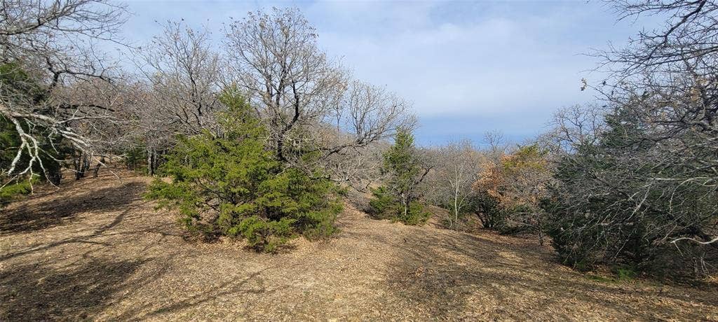 8601 Lowery Road, Fort Worth, TX 76120 Wooded landscape featuring a mix of deciduous and evergreen trees
