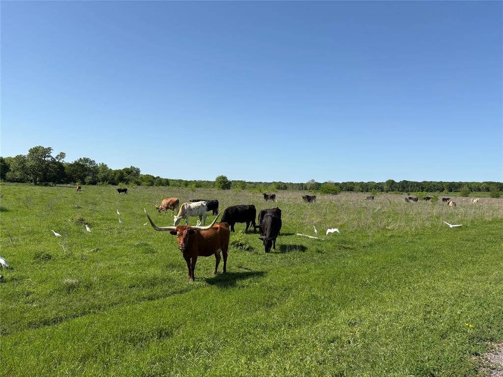 1500 Private Road 8496, Athens, TX 75832 Horses and cows permitted, making this an ideal property for a barndominium ranch setup.