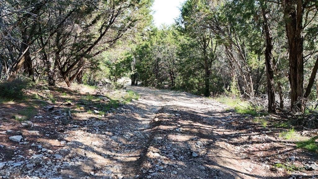 Unpaved road winding through a wooded landscape, featuring numerous mature trees, natural ground cover, and dappled sunlight