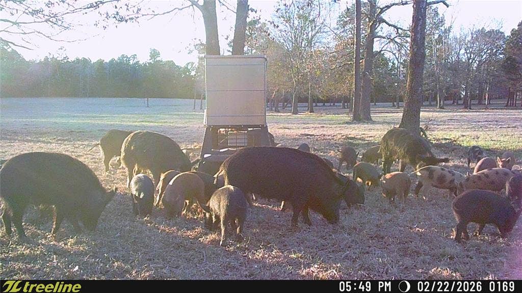 21022 US Highway 271 Highway, Gladewater, TX 75647 Excellent hunting for deer and hogs.