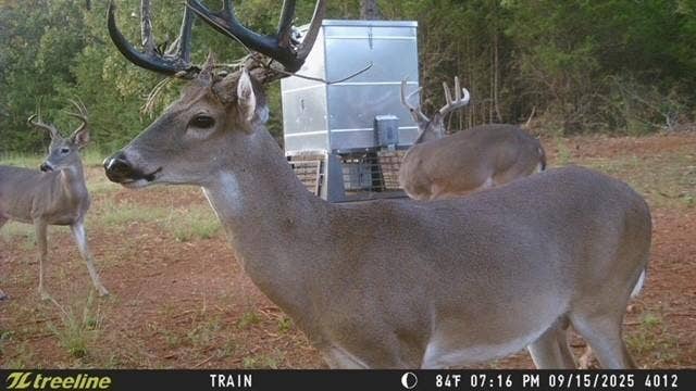 16092 County Road 440, Lindale, TX 75771 Nice deer with great habitat with plenty of cover for wildlife.