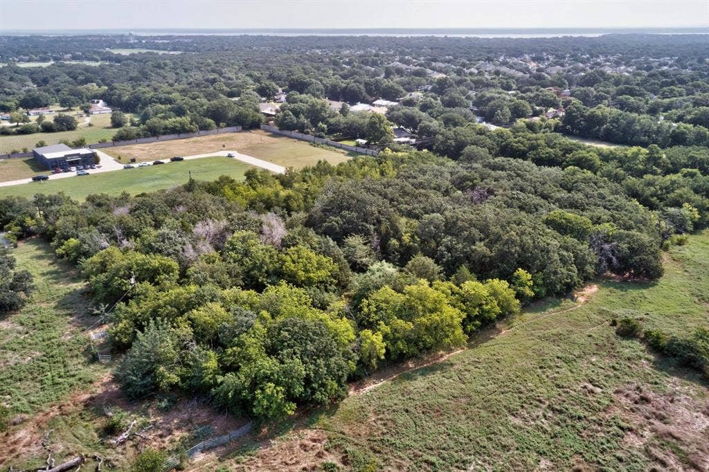 Expansive tree canopy with varied foliage