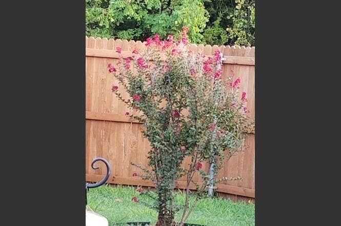 2121 Colby Lane, Wylie, TX 75098 2nd yard area - great for pets