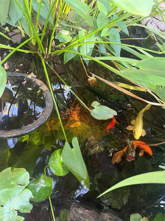 4909 Prairie Creek Trail, Fort Worth, TX 76179 Fish Pond