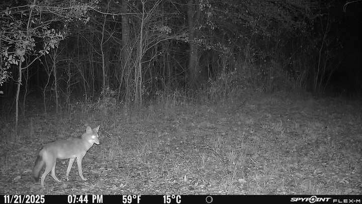 13494 County Road 2919, Eustace, TX 75124 Coyote hunting is fun with long shots across the bottom pasture.