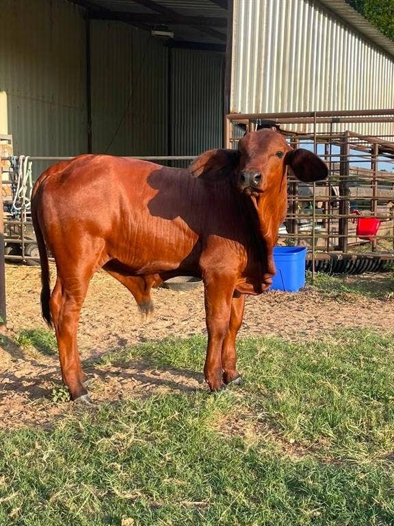 13494 County Road 2919, Eustace, TX 75124 Bull "Little Hoss"