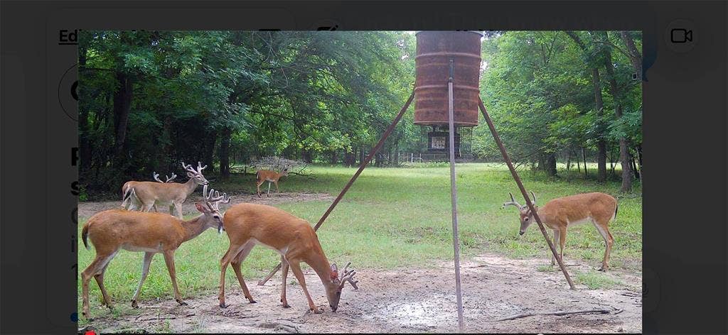 13494 County Road 2919, Eustace, TX 75124 If you like to hunt there are plenty of White Tail deer.