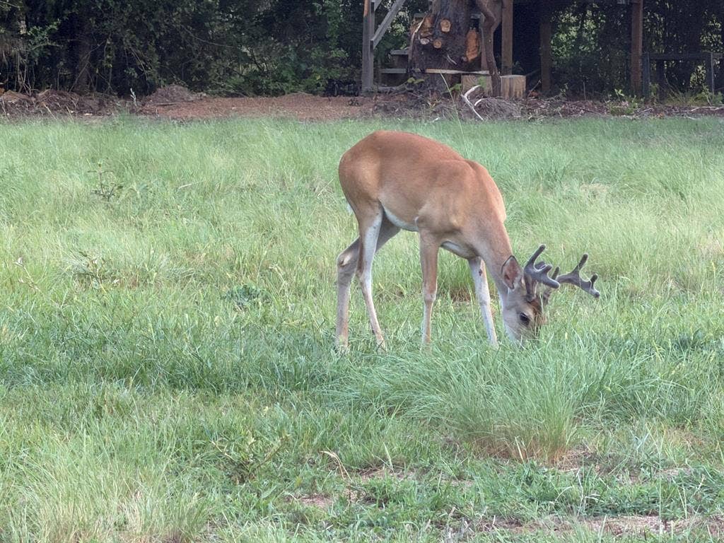 5337 Dusty Road, Athens, TX 75752 View of Deer on Property