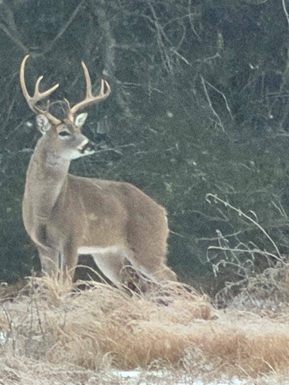 5337 Dusty Road, Athens, TX 75752 View of Deer on Property