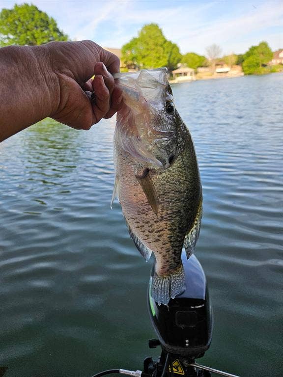 Fish caught from the dock at 2001 Pebblebrook Trail.