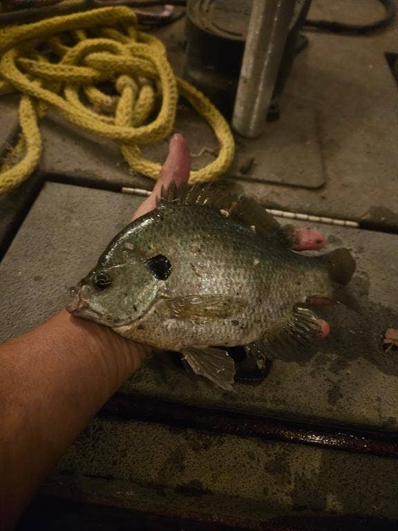 Another fish caught from Lake Vilbig.