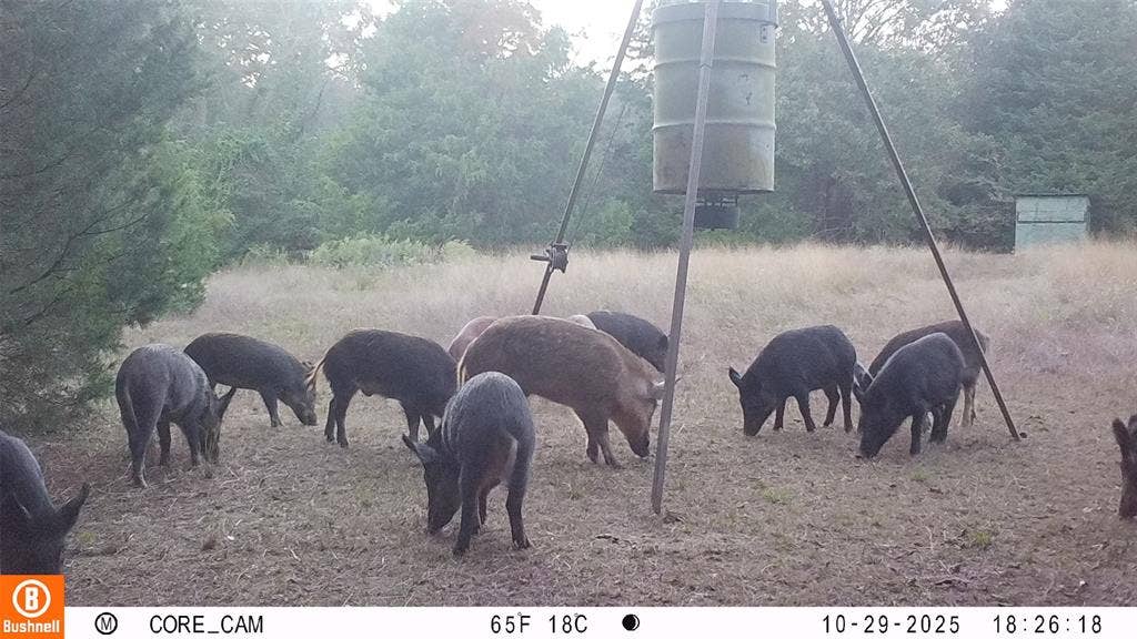 8690 County Road 1119, Athens, TX 75751 8690 County Road 1119, Athens, TX 75751