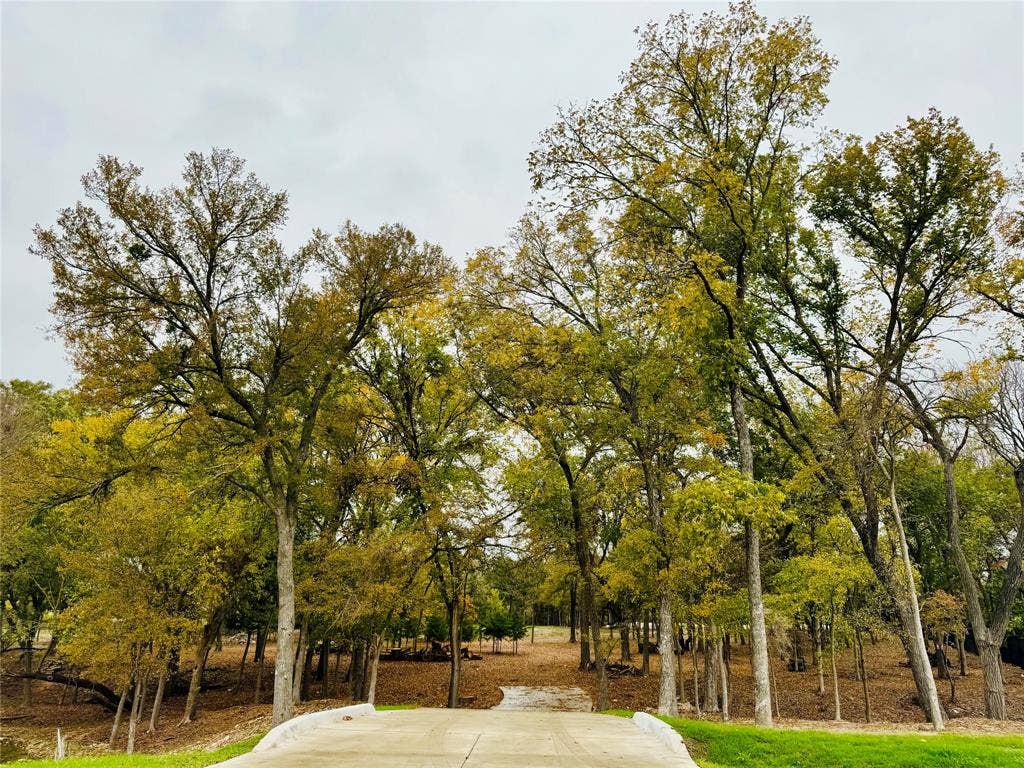 Concrete driveway bordered by lush green foliage and mature trees