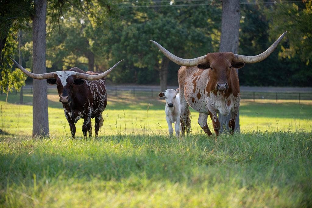 6544 FM 1616, Athens, TX 75752 6544 FM 1616, Athens, TX 75752