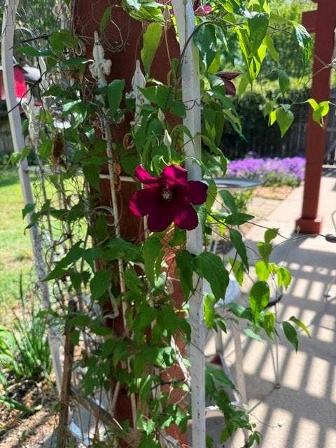 1321 Oak Harbor Boulevard, Azle, TX 76020 Lovely flowers