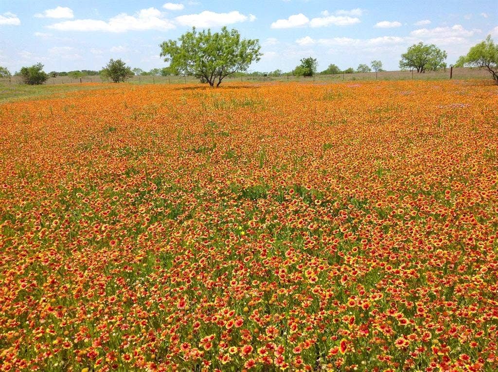 000 35 ac. Rattler Hill Road, McGregor, TX 76657 000 35 ac. Rattler Hill Road, McGregor, TX 76657