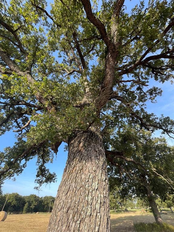 Lot 36 CR 1200, Athens, TX 75751 Oak Tree