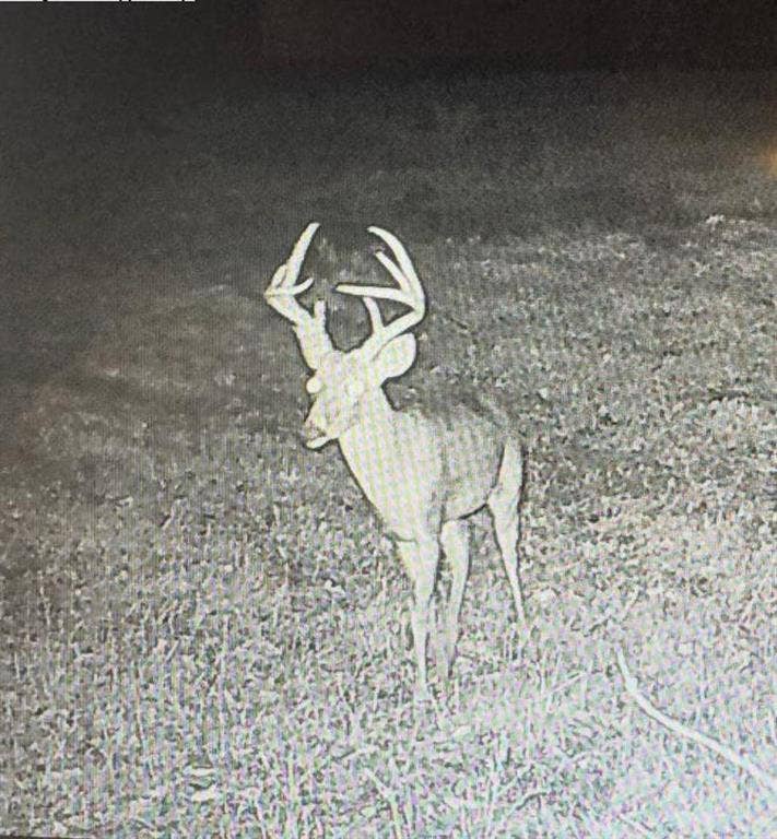 Lot 36 CR 1200, Athens, TX 75751 Deer